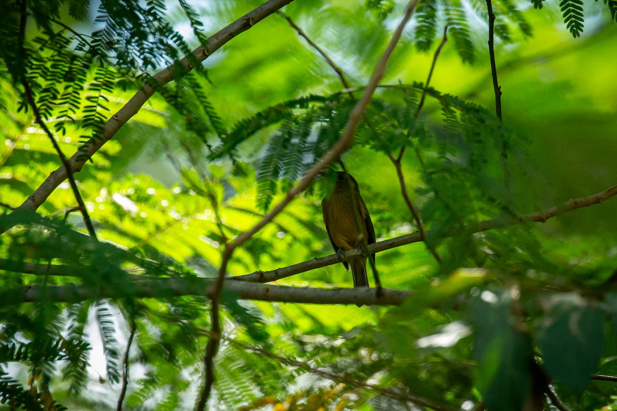 Mosquero Aceitunado - ML645519195