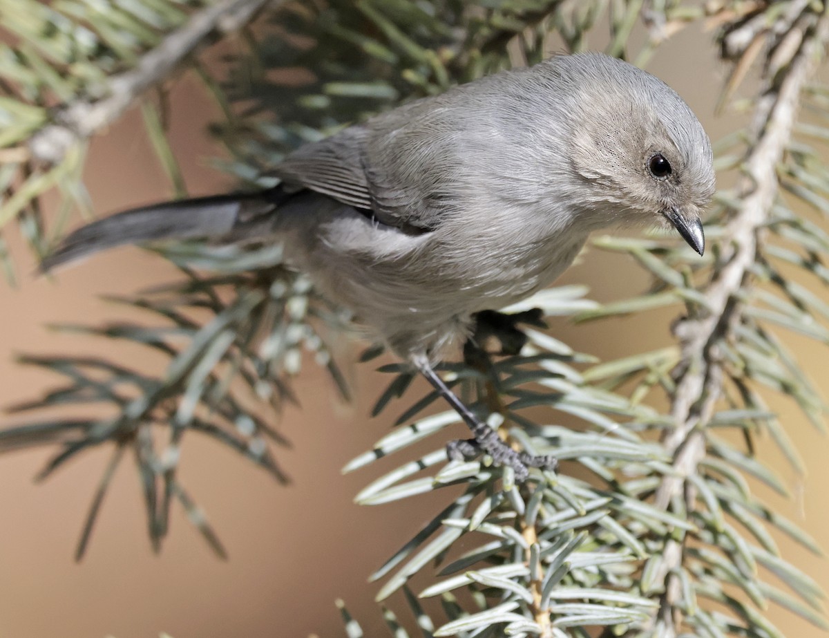 Mito Sastrecillo - ML645519196