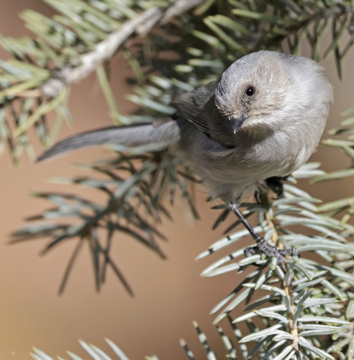 Mito Sastrecillo - ML645519197