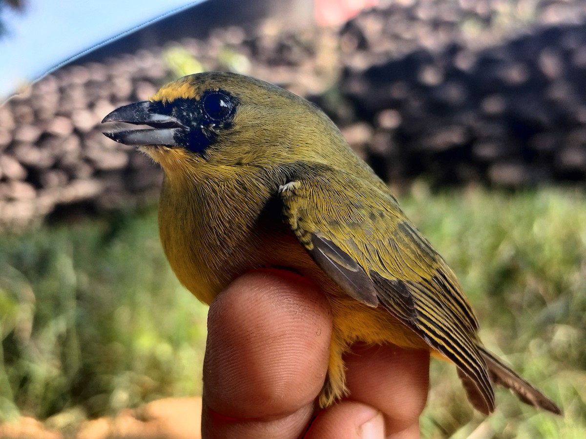 Eufonia Piquigruesa - ML645519203