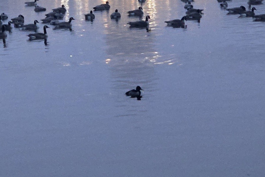 Porrón Acollarado - ML645519205