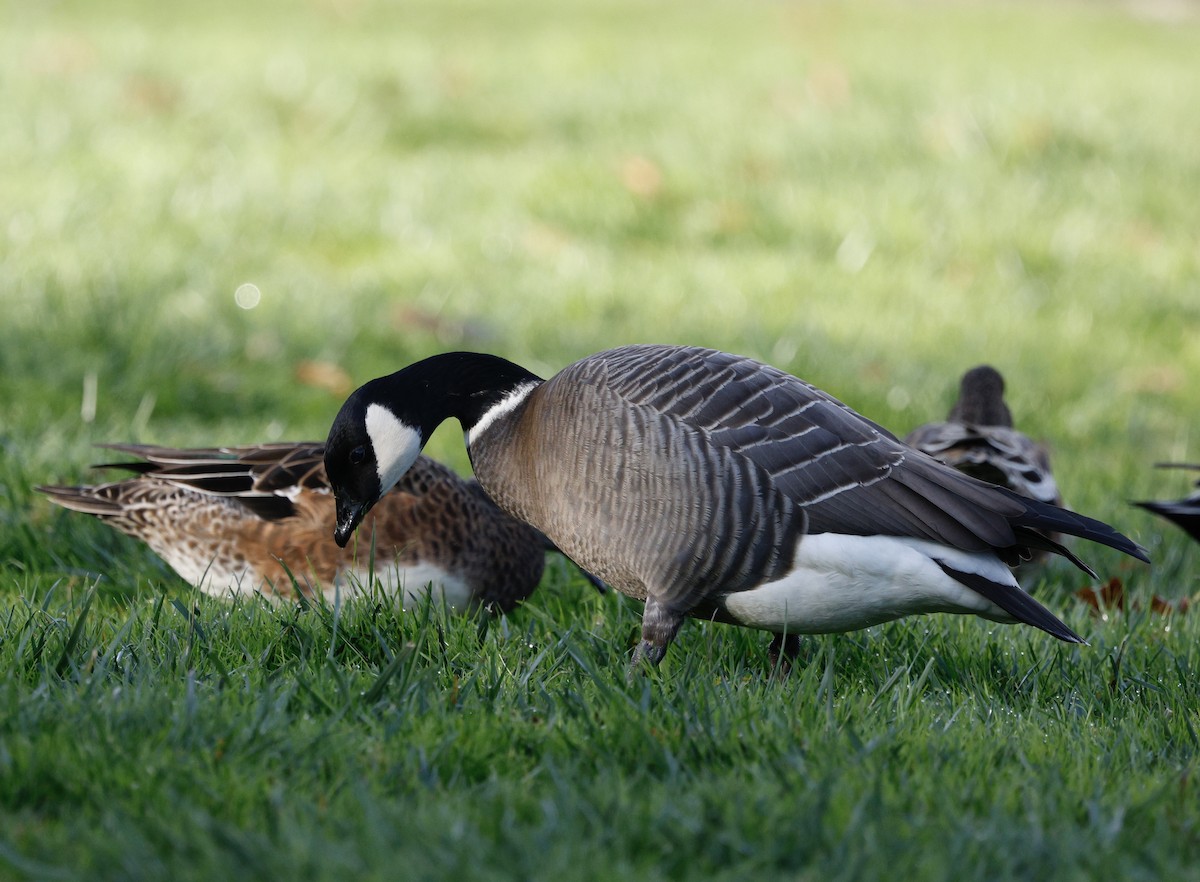 小加拿大雁 - ML645519208