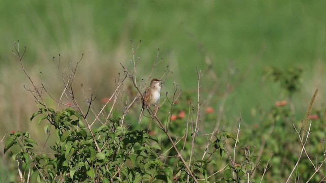 Tawny Grassbird - ML645519209