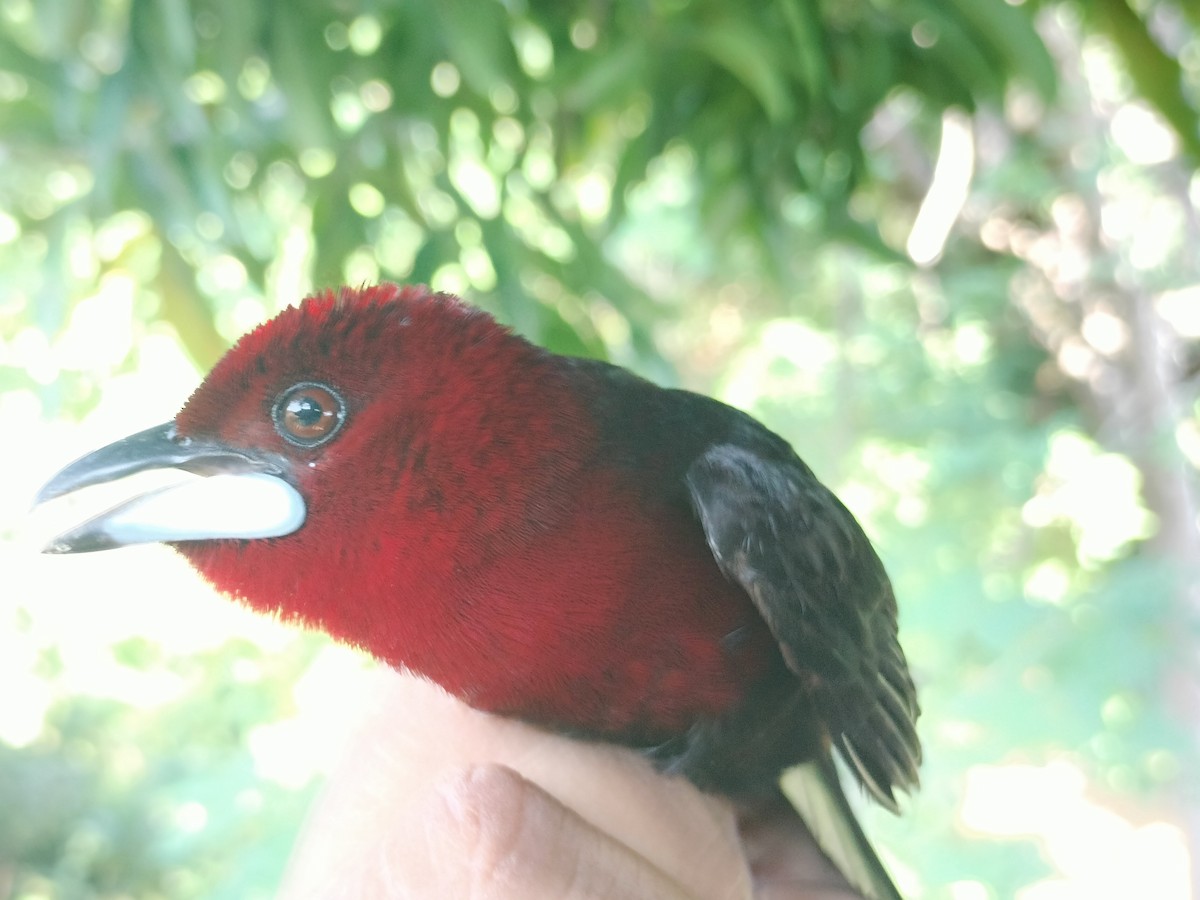 Tangara Picoplata - ML645519211