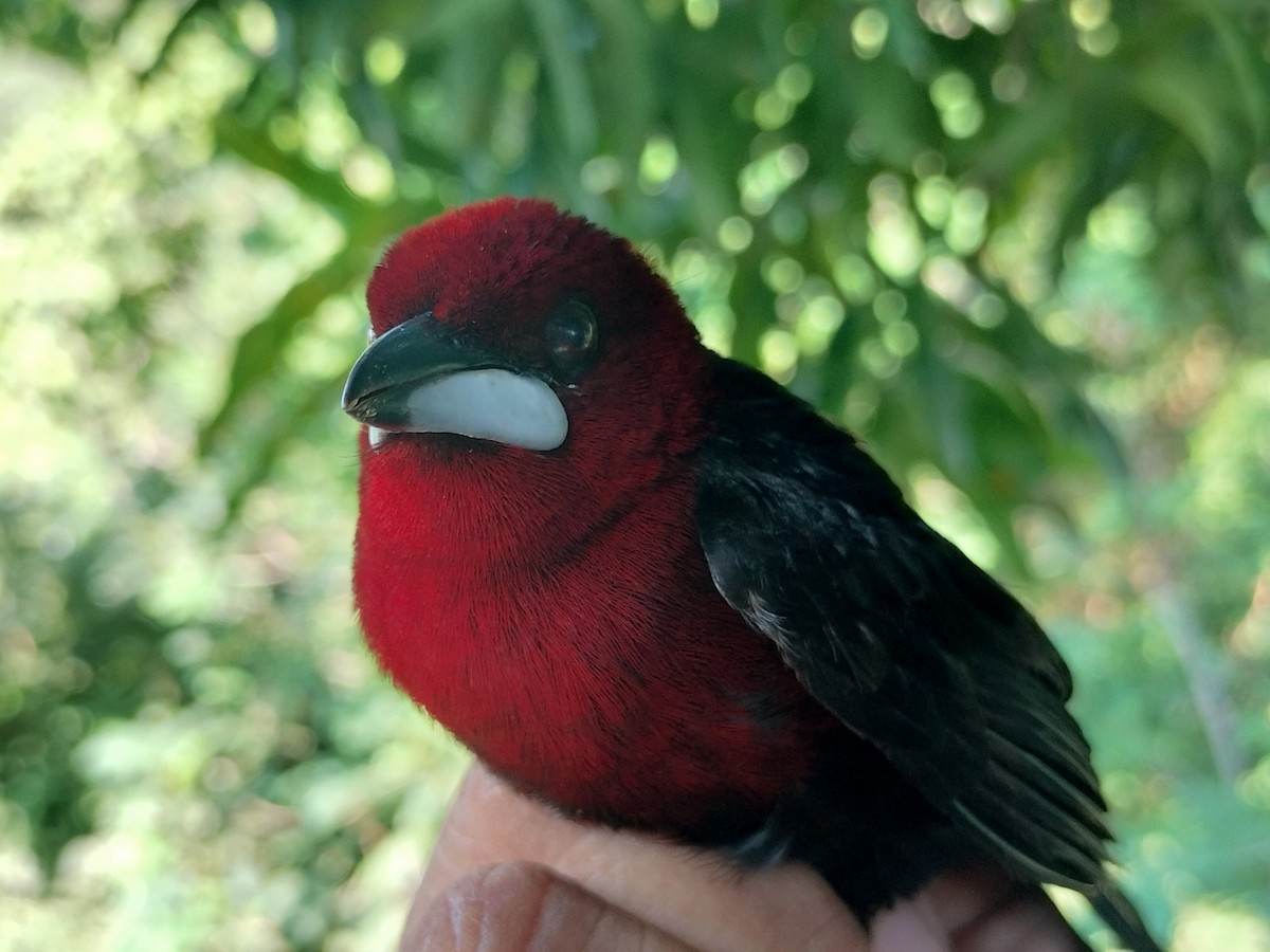 Tangara Picoplata - ML645519212