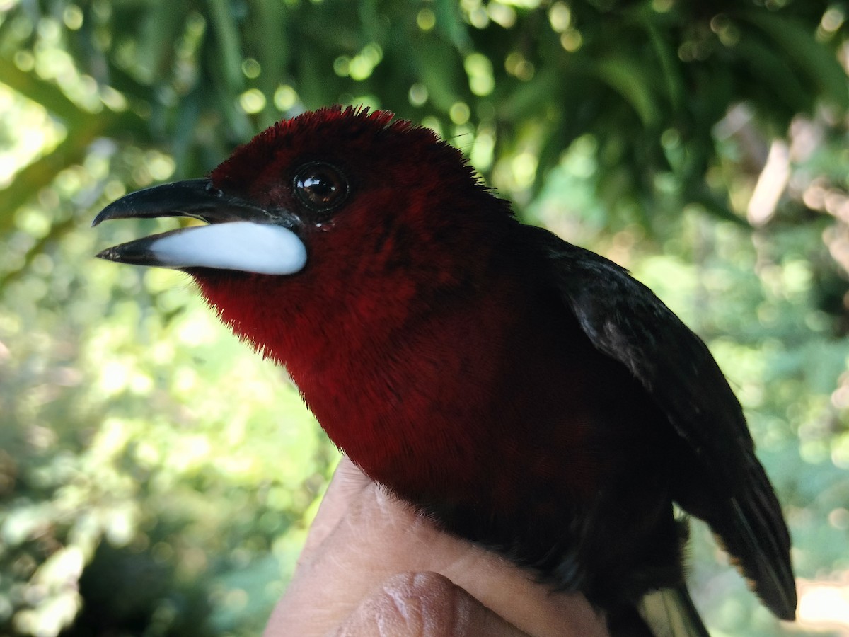 Tangara Picoplata - ML645519213