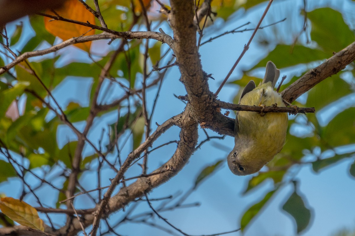 Orange-crowned Warbler - ML645519218