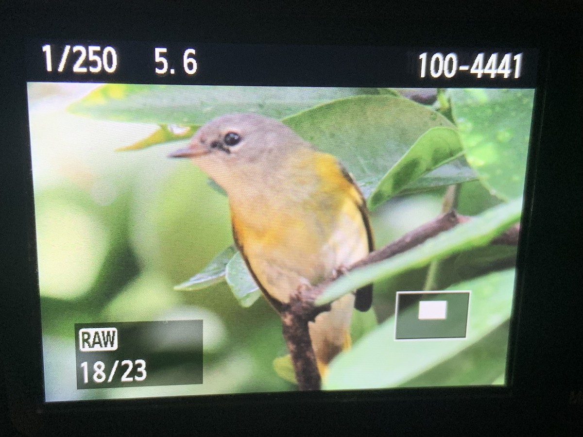 American Redstart - ML645519225