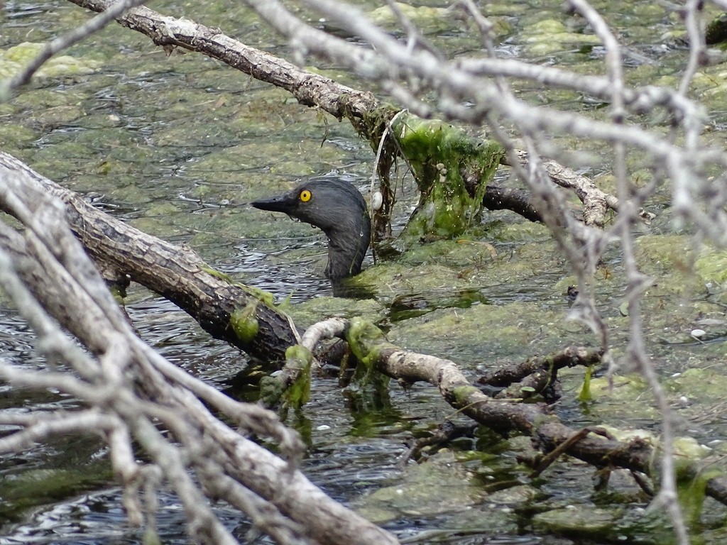 Least Grebe - ML645519267