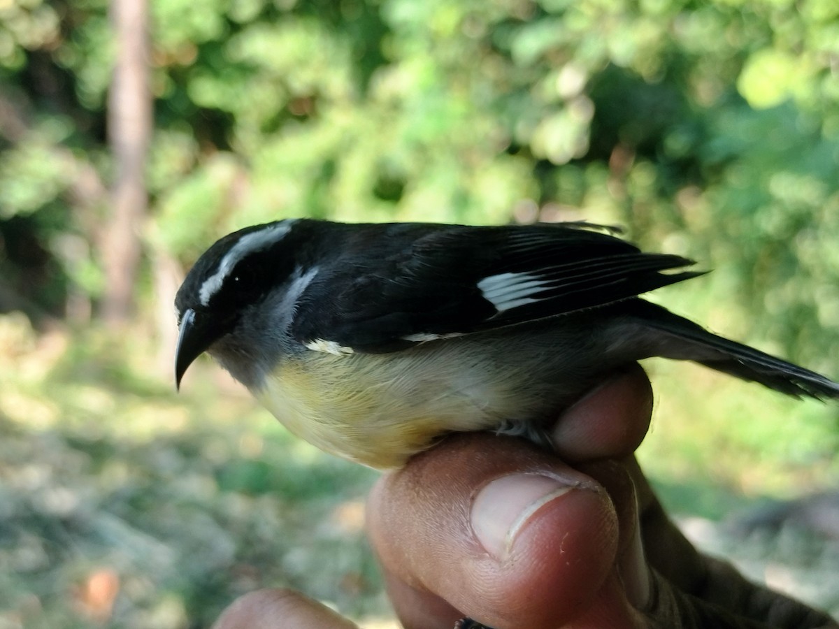 Sucrier à ventre jaune - ML645519300