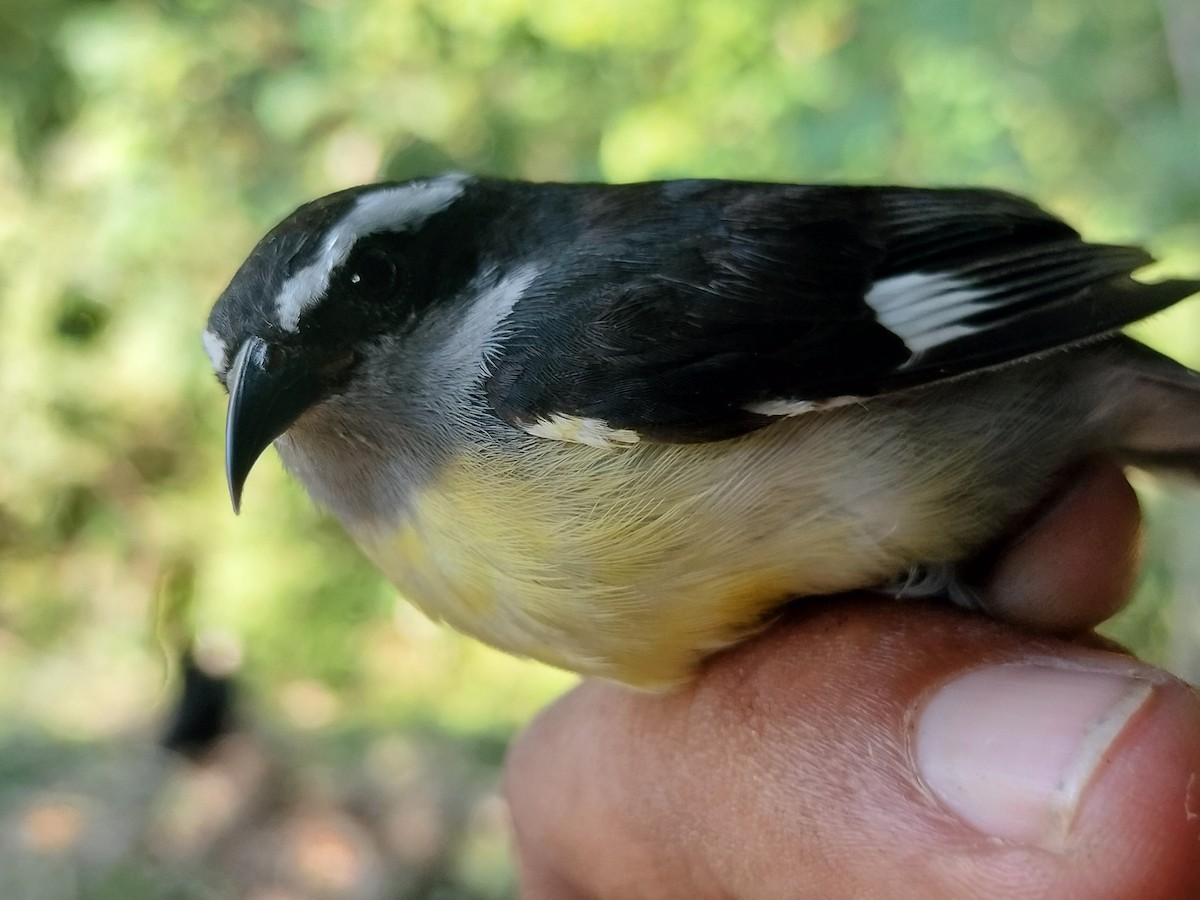 Sucrier à ventre jaune - ML645519301
