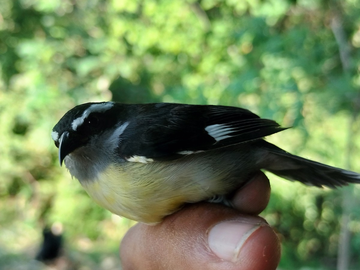 Sucrier à ventre jaune - ML645519302