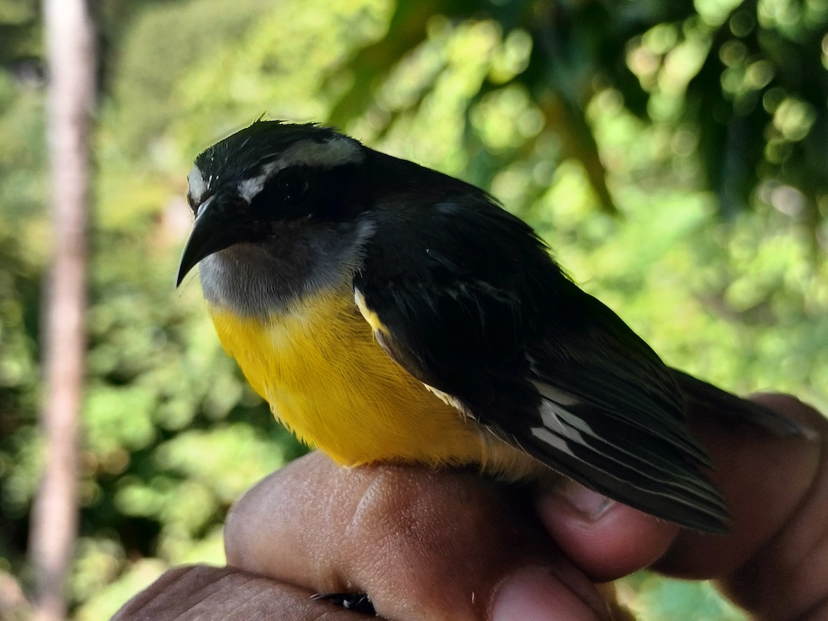 Sucrier à ventre jaune - ML645519303