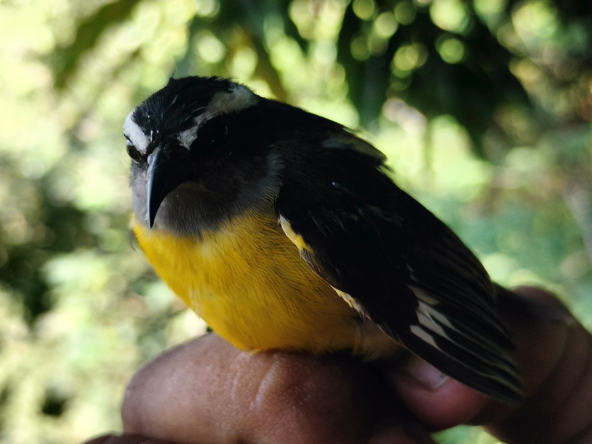 Sucrier à ventre jaune - ML645519304