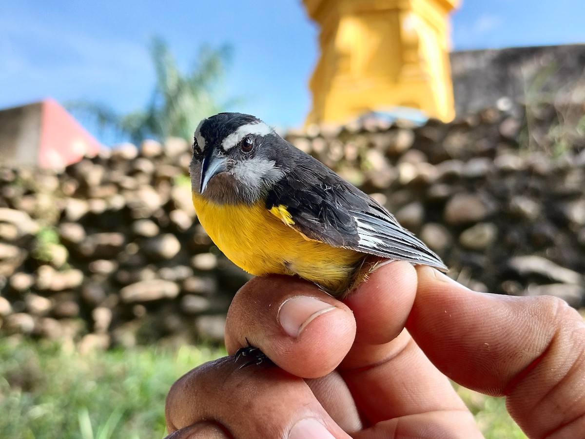 Sucrier à ventre jaune - ML645519305