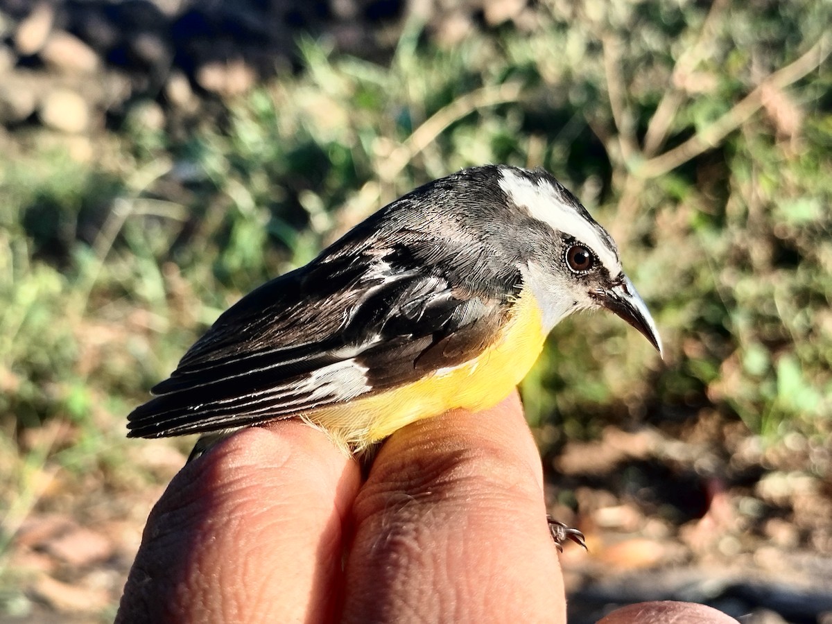 Sucrier à ventre jaune - ML645519306
