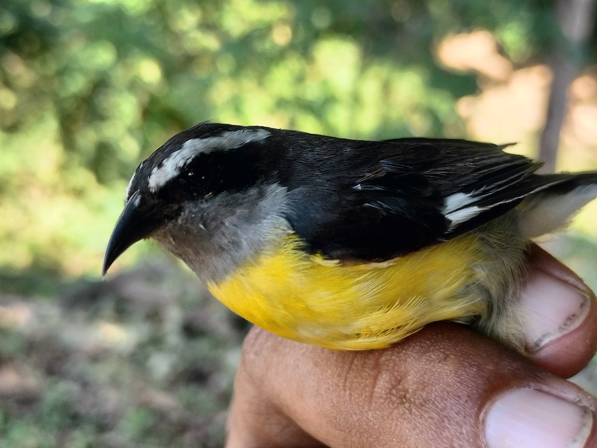 Sucrier à ventre jaune - ML645519307