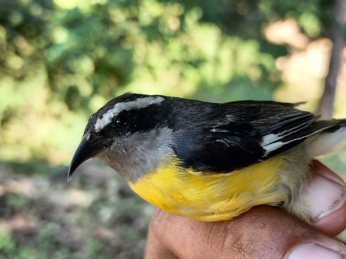 Sucrier à ventre jaune - ML645519308