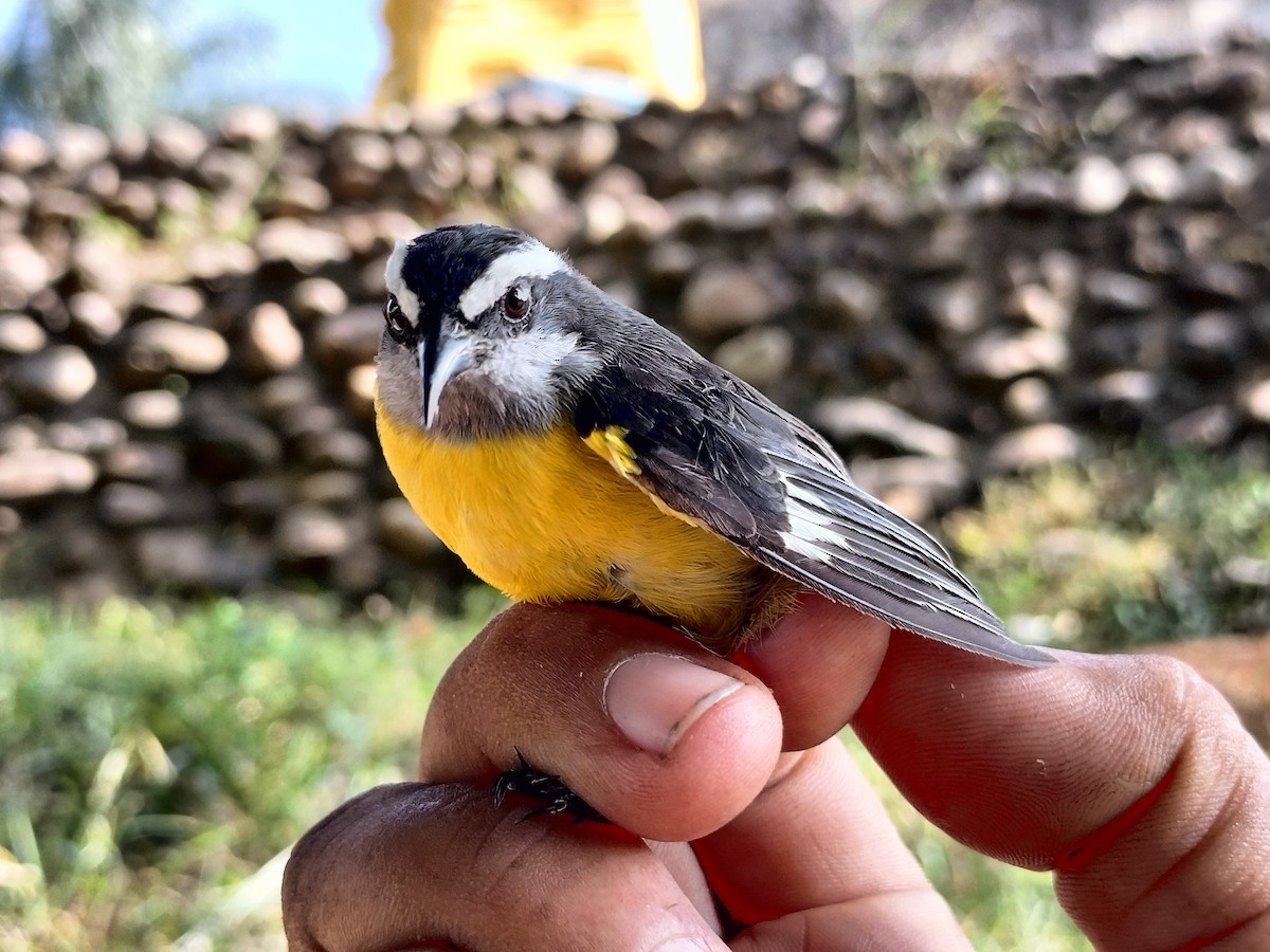 Sucrier à ventre jaune - ML645519309