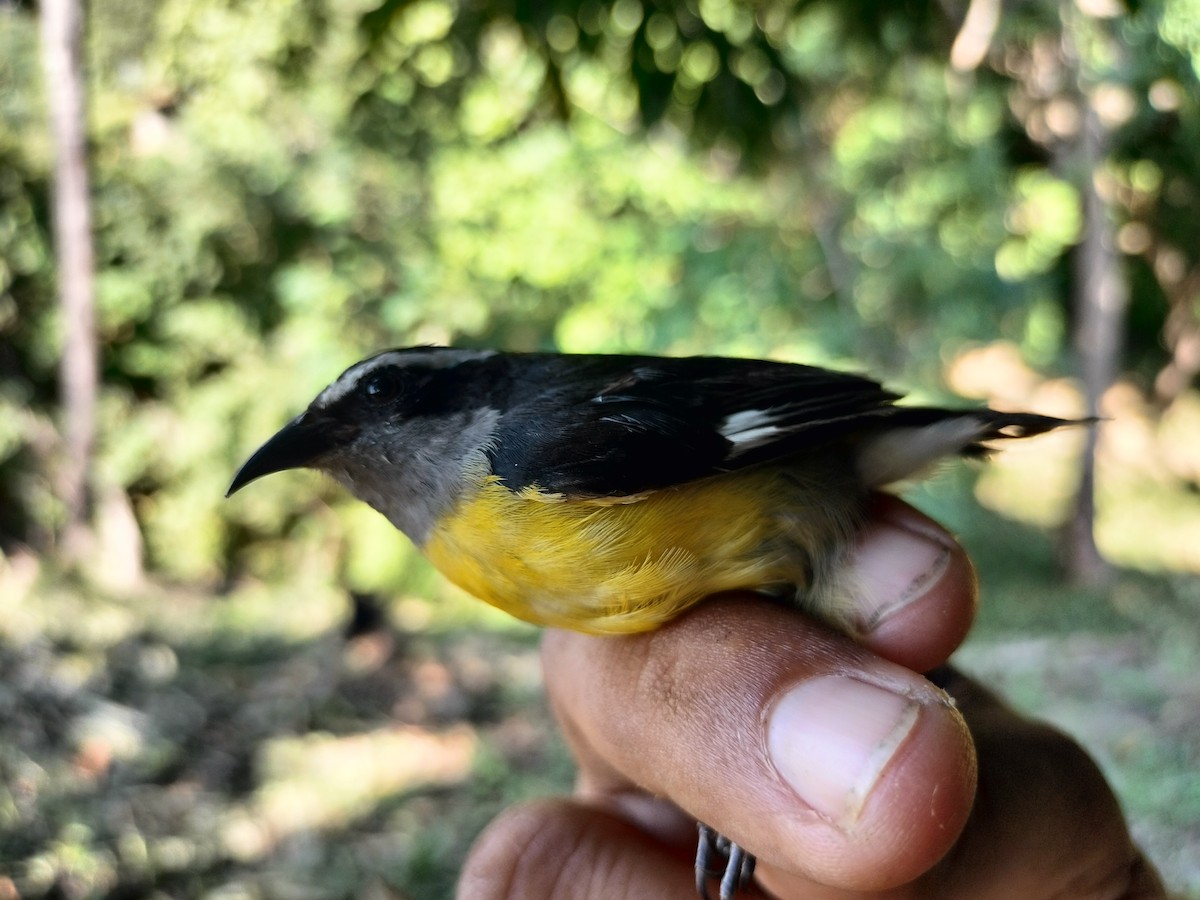 Sucrier à ventre jaune - ML645519310