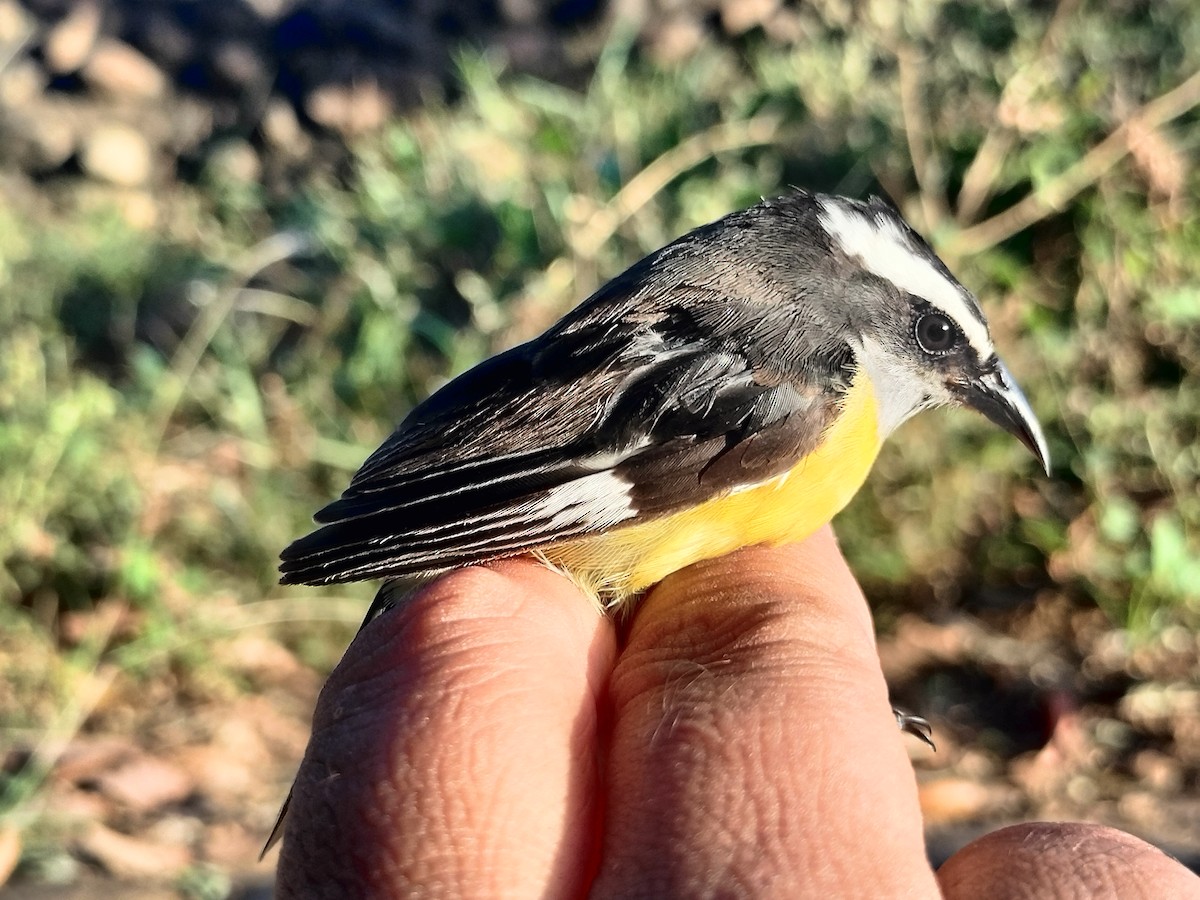 Sucrier à ventre jaune - ML645519311