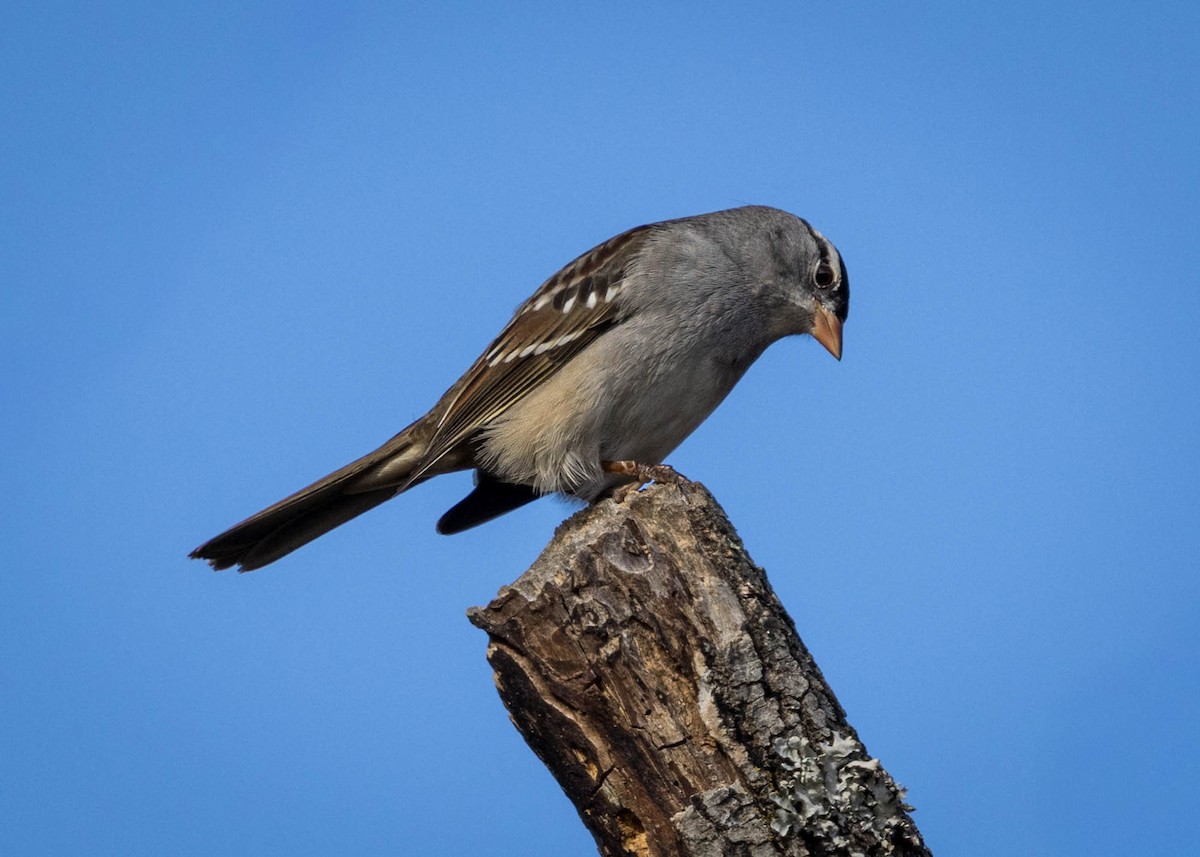 גיבתונית לבנת-כיפה - ML645519325