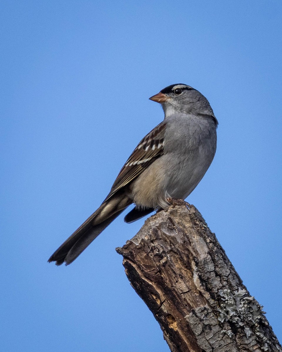 גיבתונית לבנת-כיפה - ML645519326