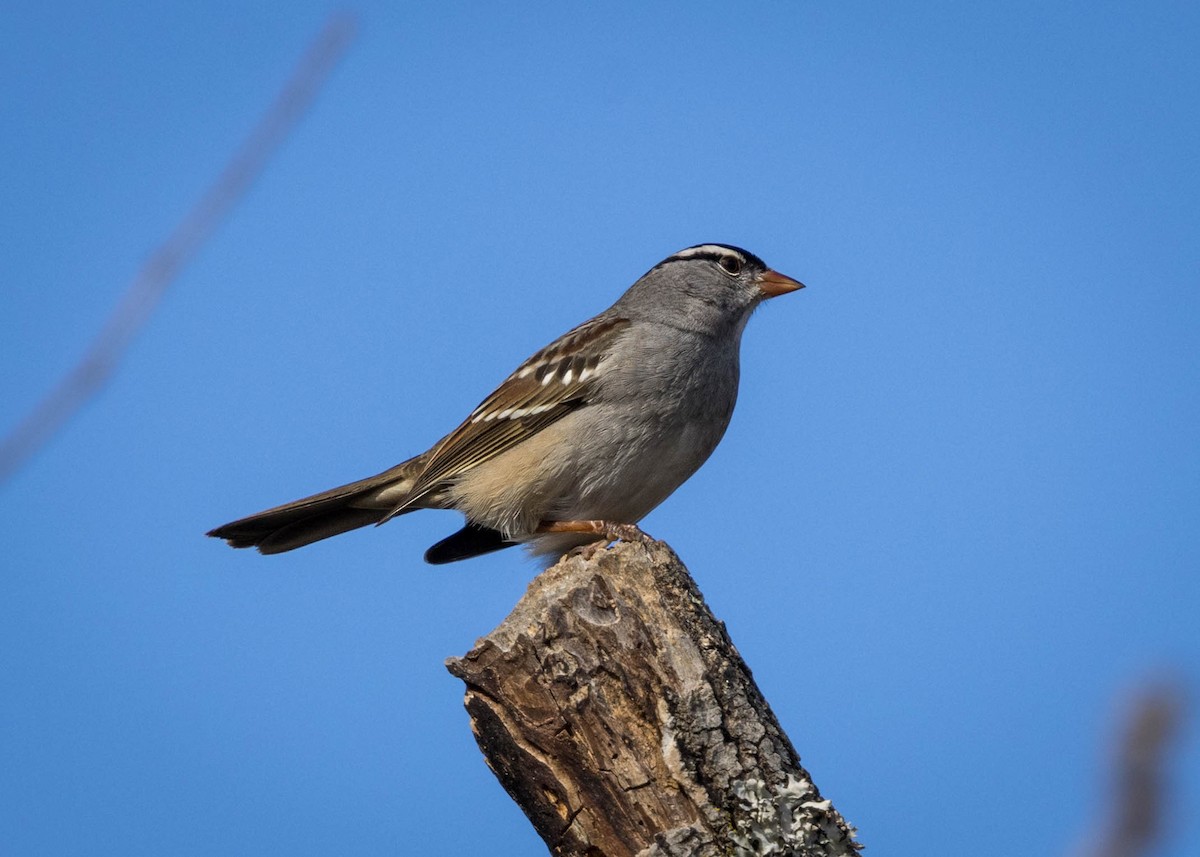 גיבתונית לבנת-כיפה - ML645519327