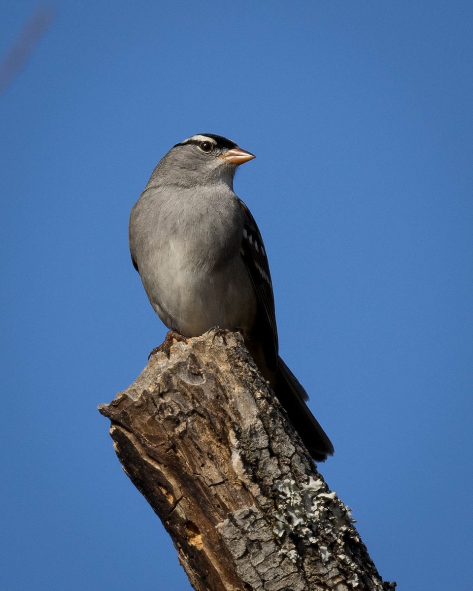 גיבתונית לבנת-כיפה - ML645519328