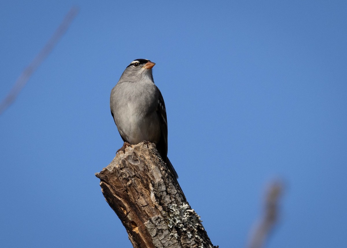 גיבתונית לבנת-כיפה - ML645519329