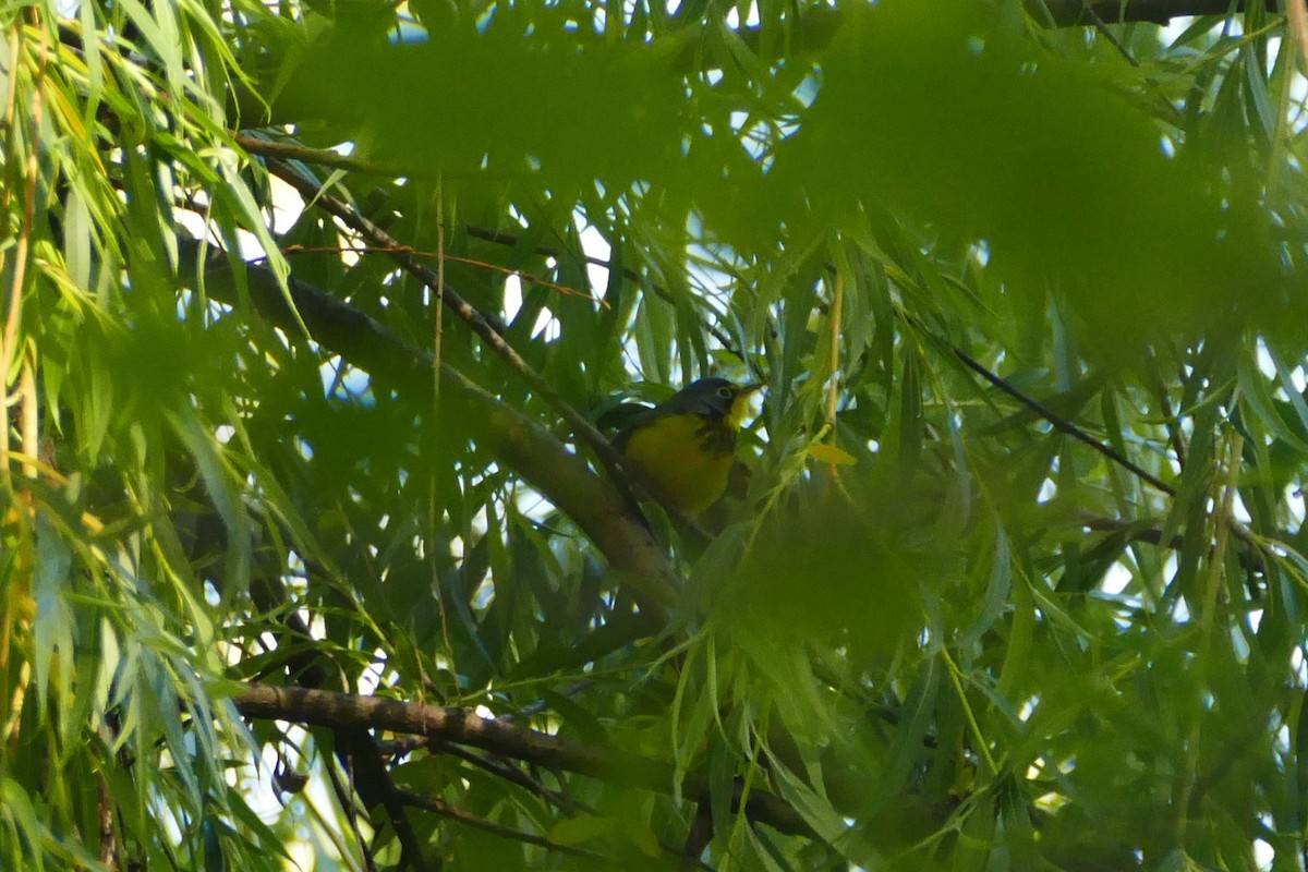 Болотянка строкатовола - ML645519352