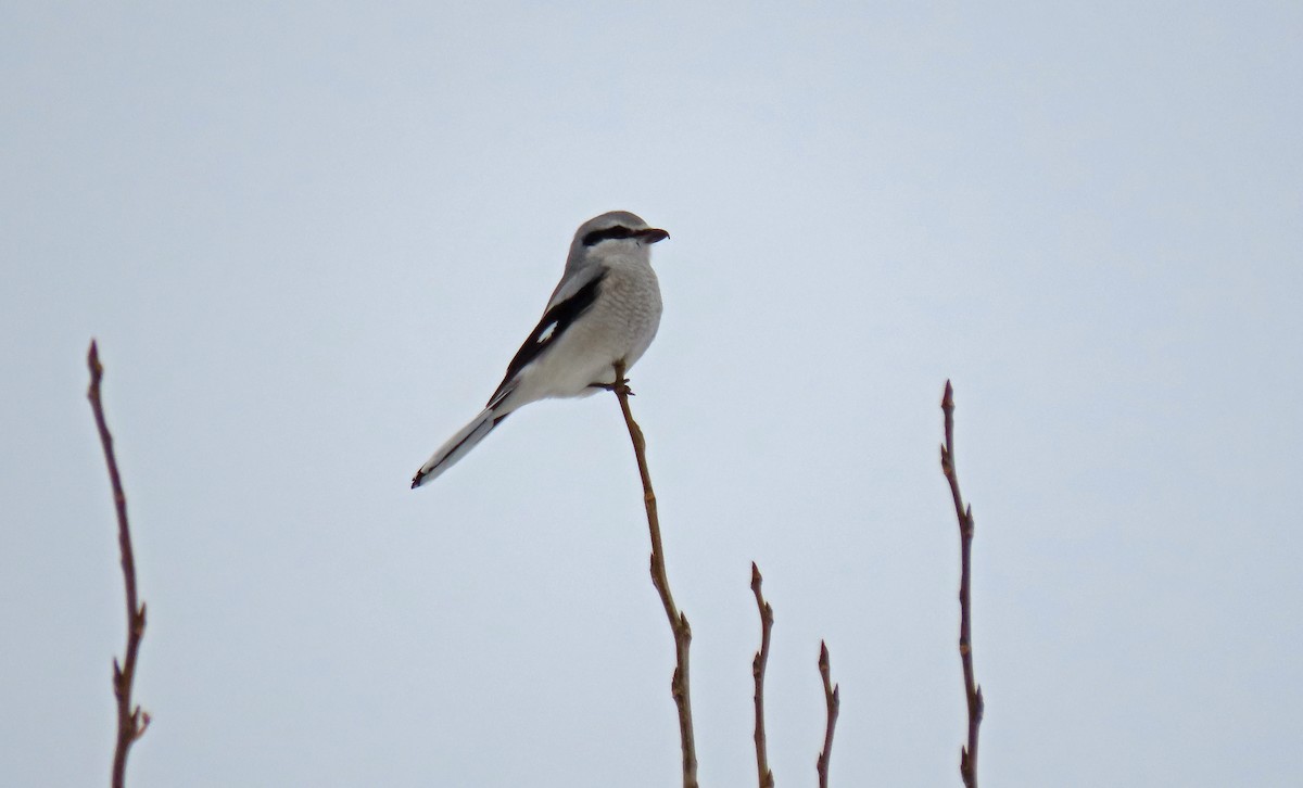 Northern Shrike - ML645519387