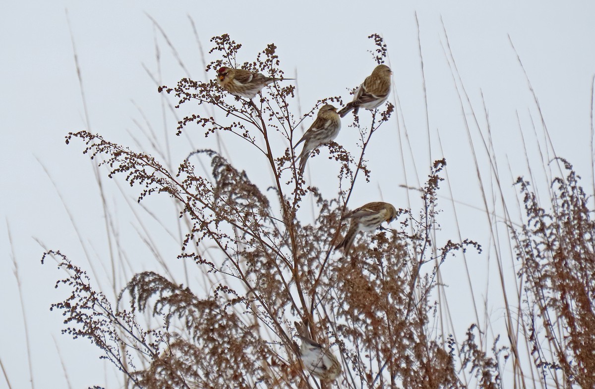 Redpoll - ML645519395
