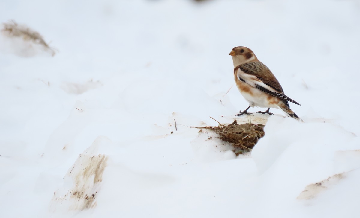 Snow Bunting - ML645519398