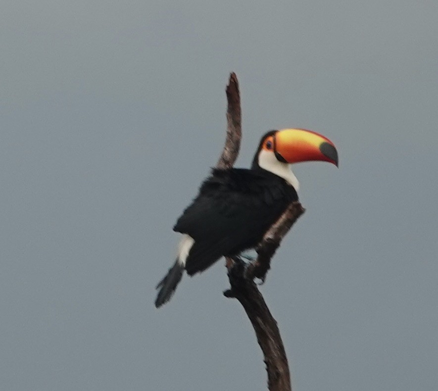 オニオオハシ - ML645519401