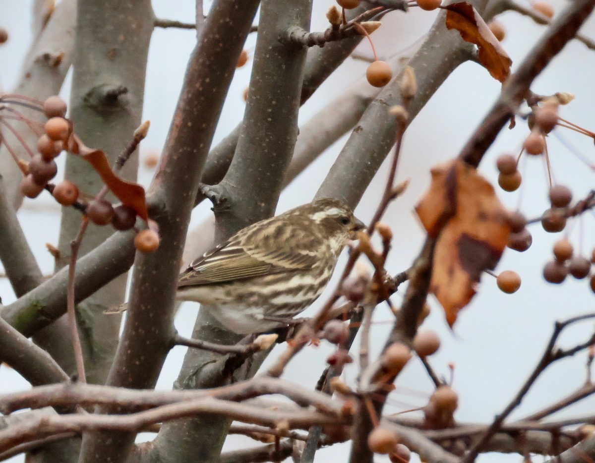 Camachuelo Purpúreo - ML645519414