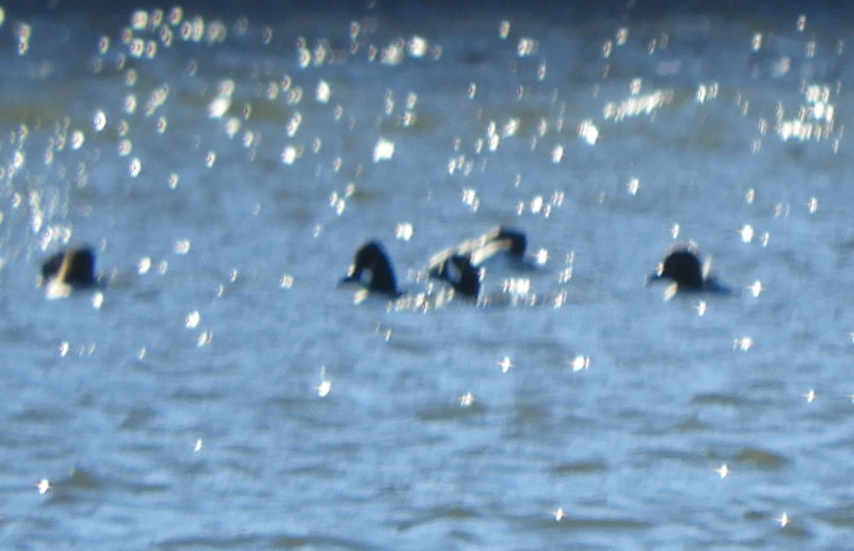 Porrón Islándico - ML645519417