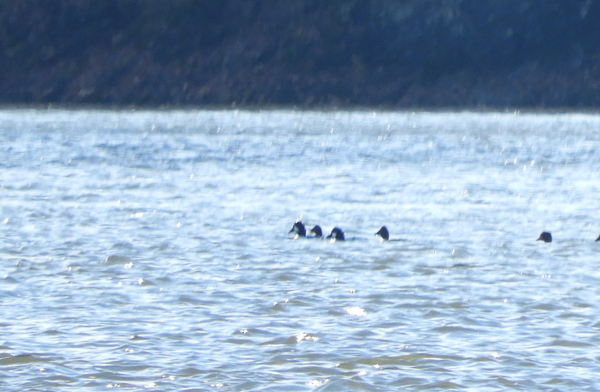 Porrón Islándico - ML645519418