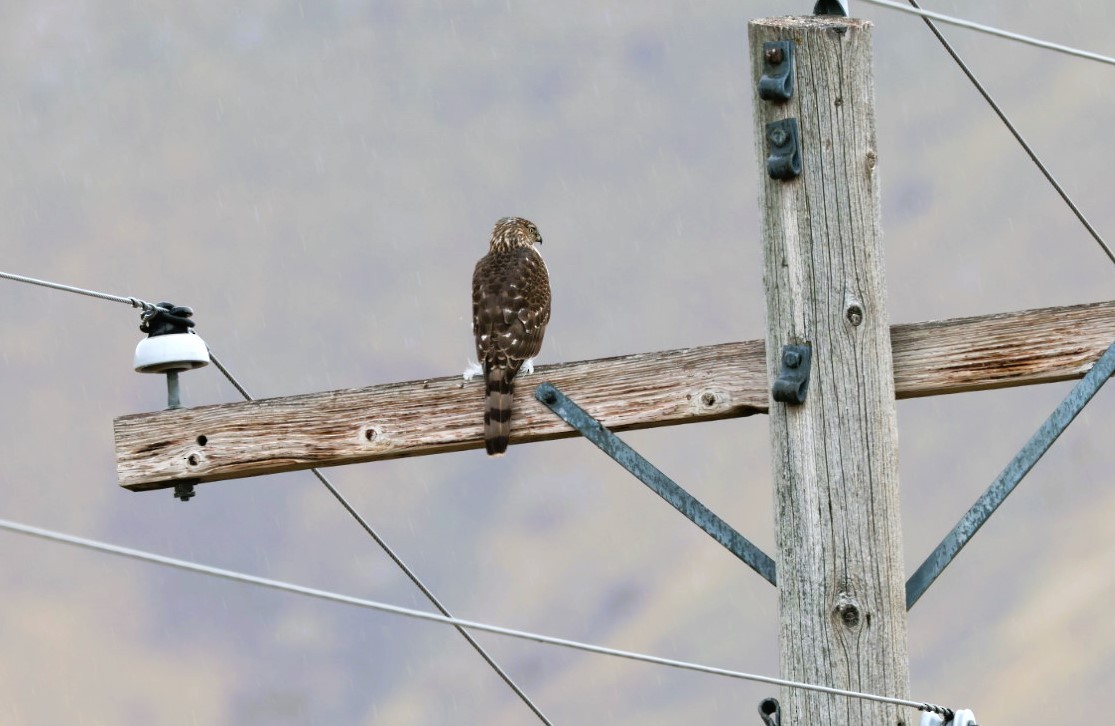 jestřáb americký - ML645519428