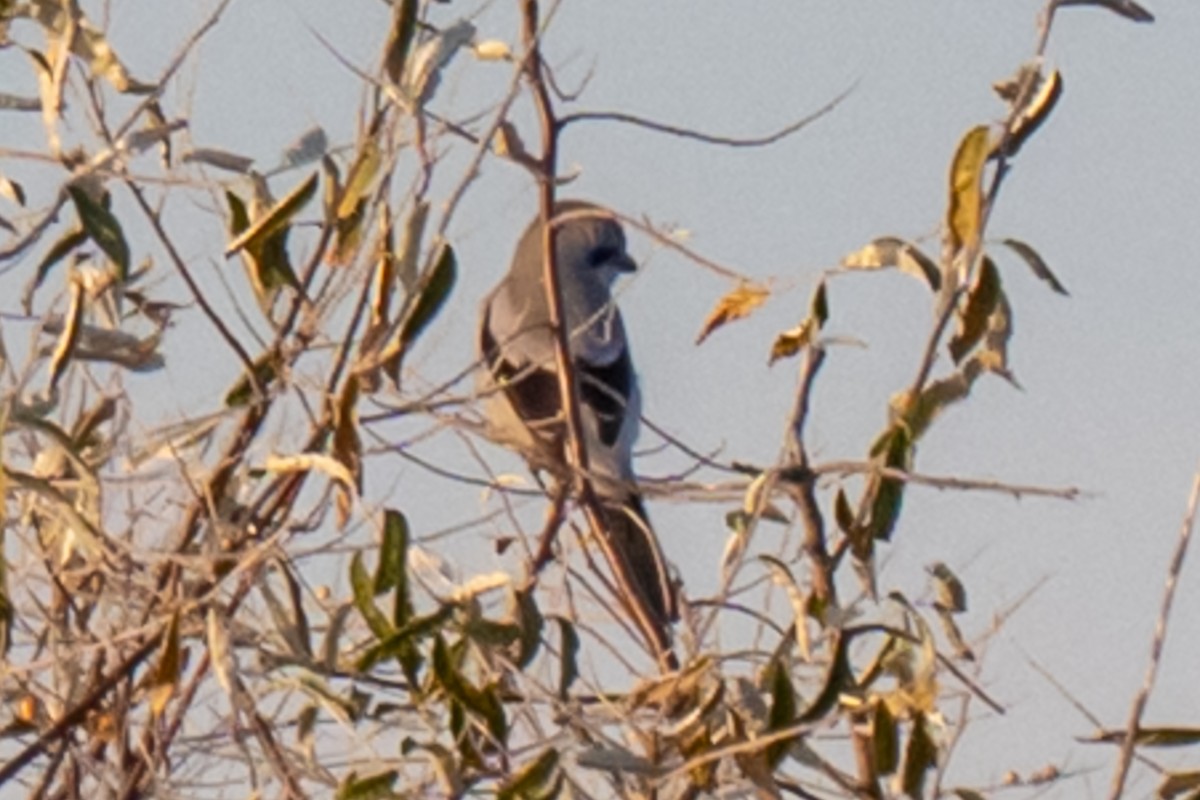 Northern Shrike - ML645519433