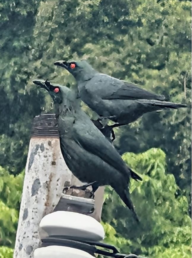Asian Glossy Starling - ML645519434