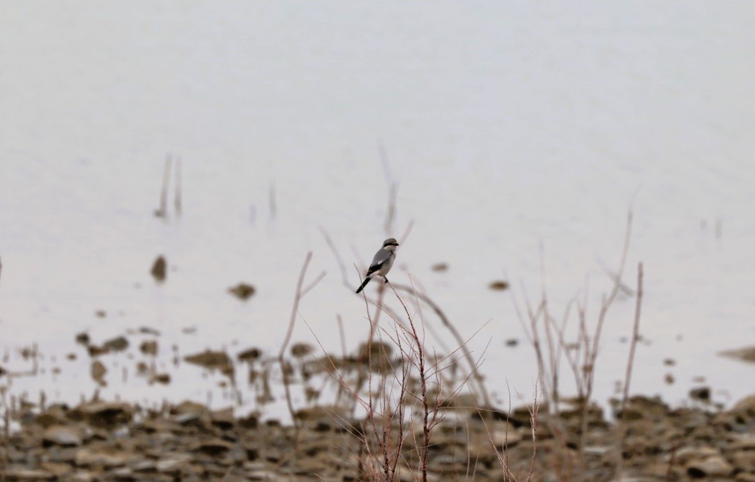 ťuhýk severní - ML645519437