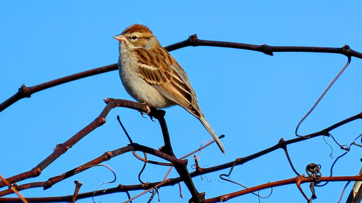 Chipping Sparrow - ML645519438