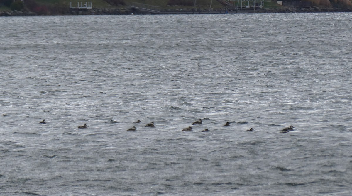 Ruddy Duck - ML645519445