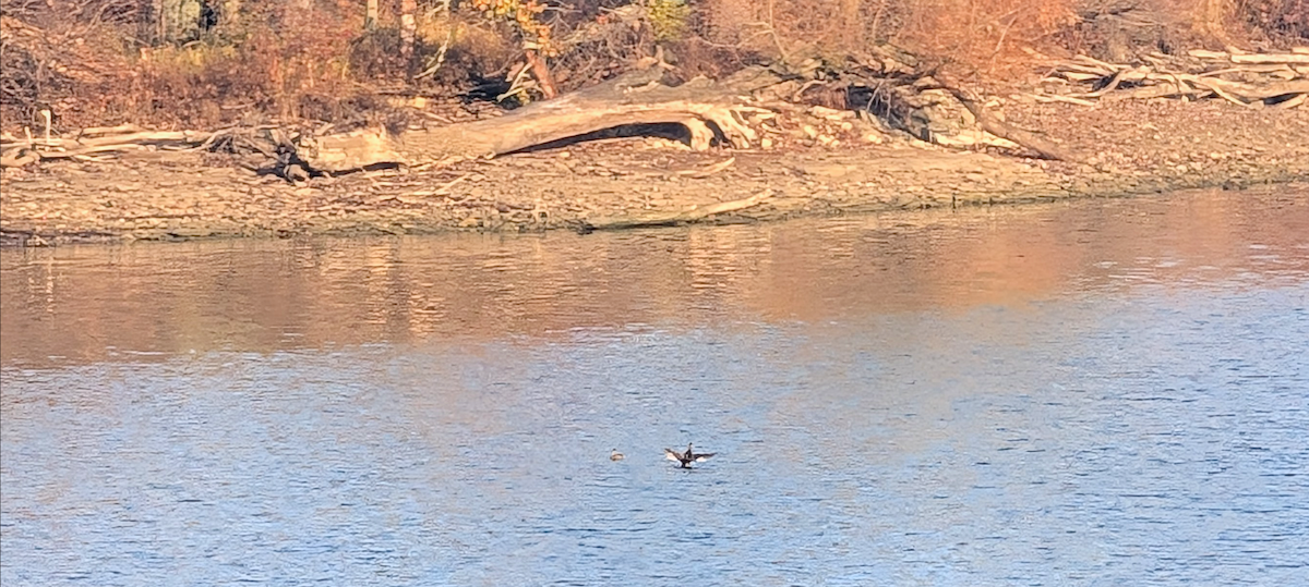 Horned Grebe - ML645519450