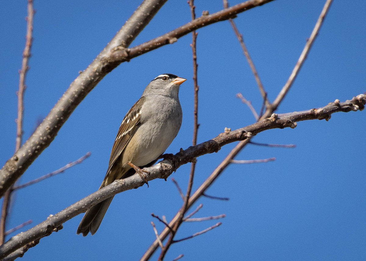 גיבתונית לבנת-כיפה - ML645519455
