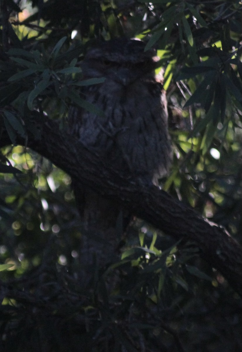 Tawny Frogmouth - ML645519468