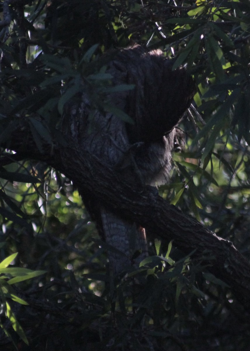 Tawny Frogmouth - ML645519469