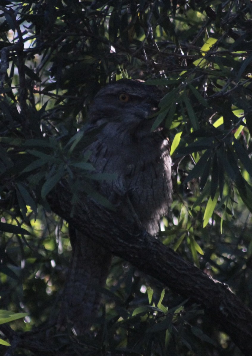 Tawny Frogmouth - ML645519470