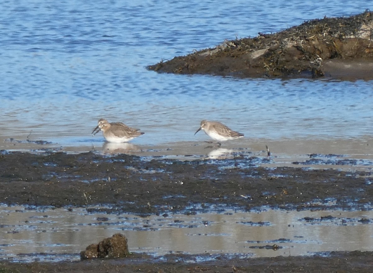 Dunlin - ML645519480